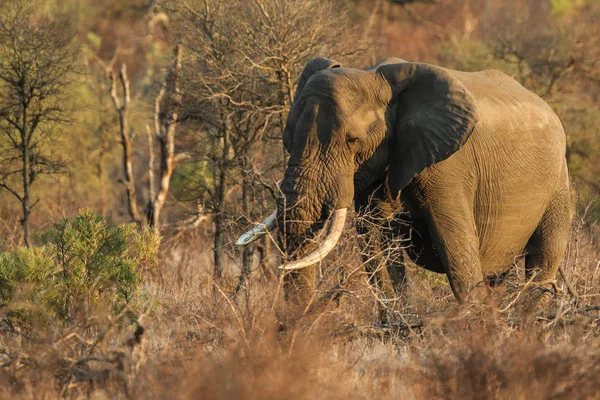 Grand Éléphant Défensif Marchant Dans Brousse Parc National Kruger — Photo