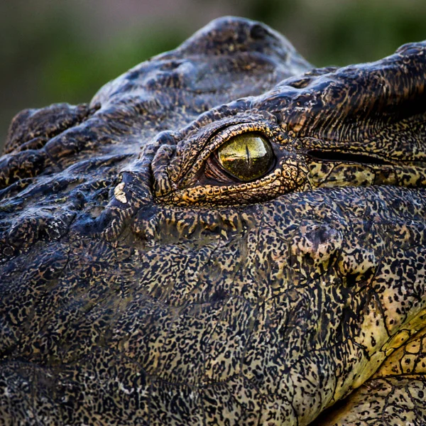 Textura Pele Crocodilo Fundo Close — Fotografia de Stock