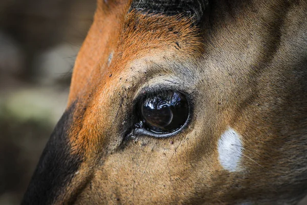 Nahaufnahme Einer Impala Antilope Südafrika — Stockfoto
