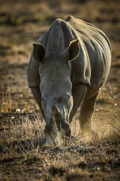 Portrait of endangered white rhinoceros at sunset on red sand, South Africa