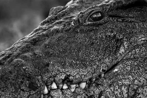 Krokodilldyr Bakgrunn Nærbilde – stockfoto