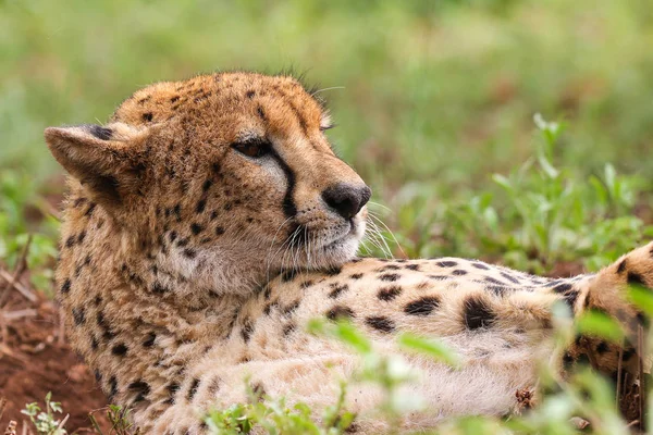 Nauwe Portret Van Een Cheetah Zuid Afrika — Stockfoto