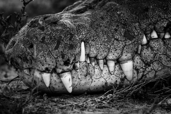 Крокодиловое Животное Заднем Плане Крупным Планом — стоковое фото