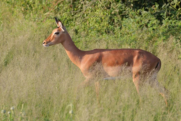 Milli Park Içinde Küçük Antilop — Stok fotoğraf