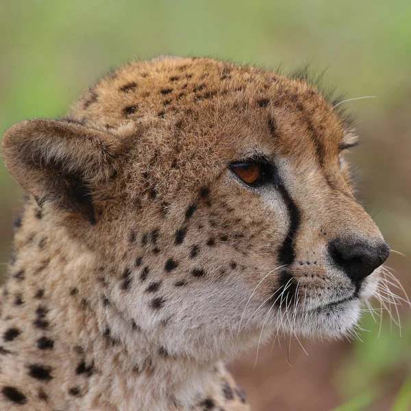 Nära Porträtt Gepard Sydafrika — Stockfoto