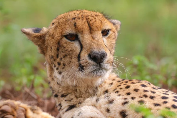 Portrait Rapproché Guépard Afrique Sud — Photo