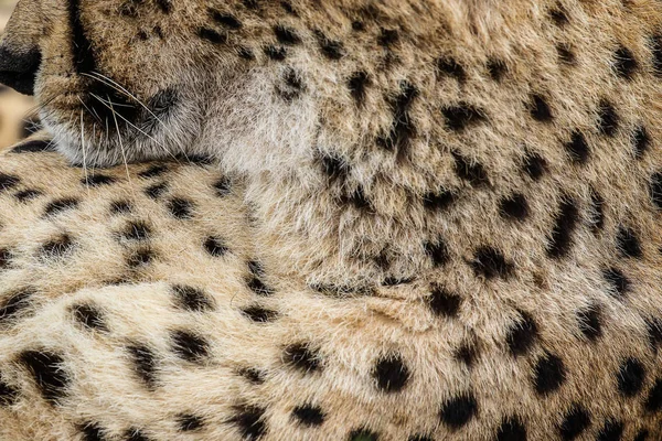 Взрослый Леопард Юар — стоковое фото