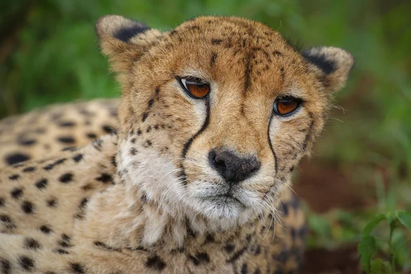 Close Portrait Cheetah Face South Africa — Stock Photo, Image