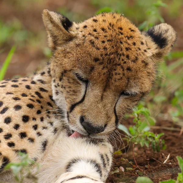 Zamknij Portret Gepard Republice Południowej Afryki — Zdjęcie stockowe
