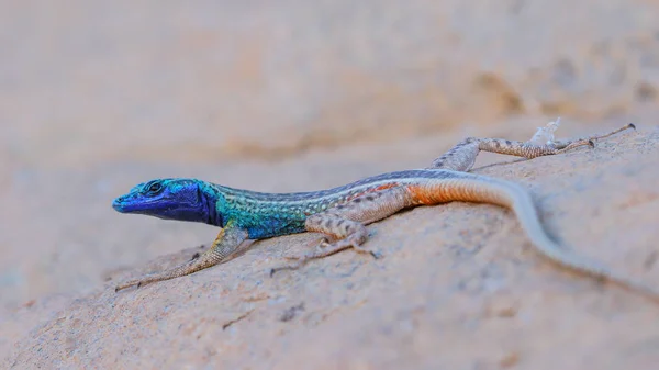 Blue Headed Lizard Granite Rock South Africa — Stock Photo, Image