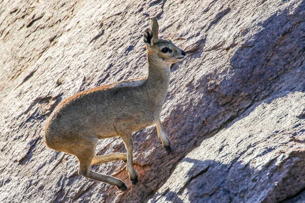 Kleine Antilope Nationalpark — Stockfoto
