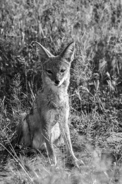 Schwarzrückenschakal Südafrika — Stockfoto