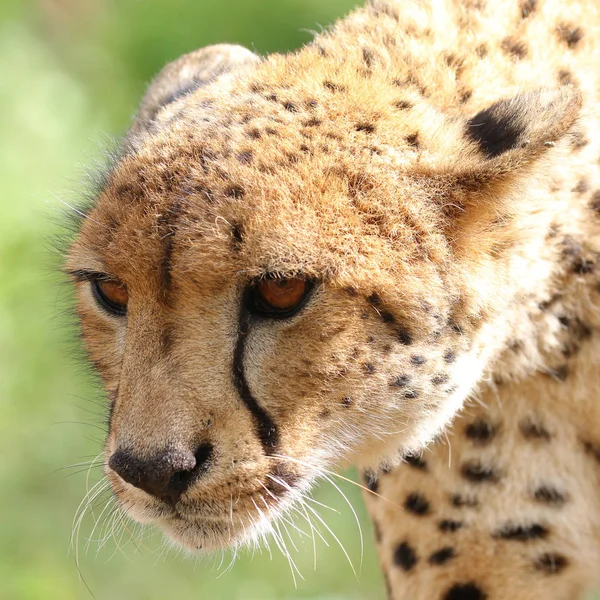 Portrait Rapproché Guépard Afrique Sud — Photo