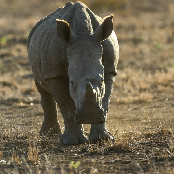 Retrato Rinoceronte Blanco Peligro Extinción Atardecer Sobre Arena Roja Sudáfrica — Foto de Stock