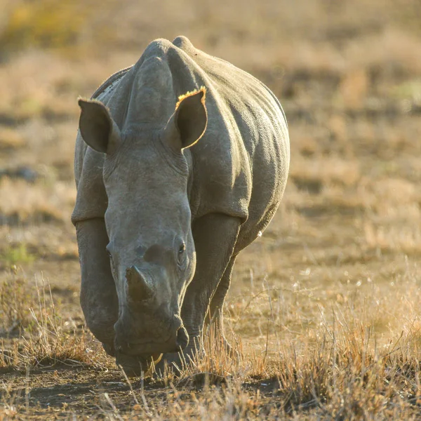 Portretul Rinocerilor Albi Cale Dispariție Apusul Soarelui Nisip Roșu Africa — Fotografie, imagine de stoc