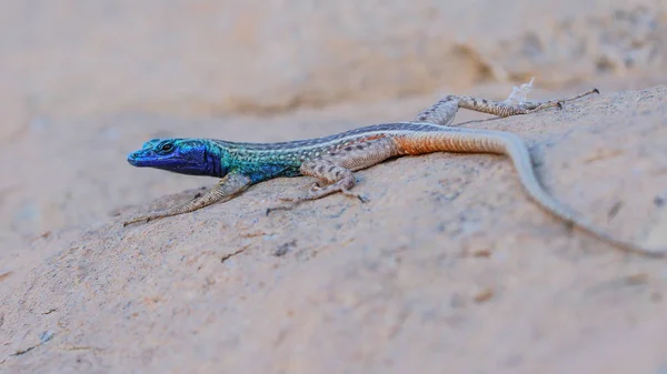 Blue Headed Lizard Granite Rock South Africa — Stock Photo, Image