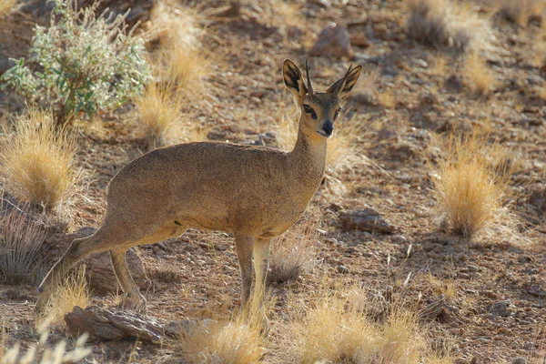 Kleine Braune Steenbok Antilope Auf Staubigem Boden Bei Sonnenaufgang Südafrika — Stockfoto