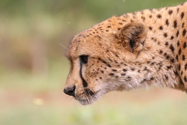 Portrait Rapproché Guépard Afrique Sud — Photo