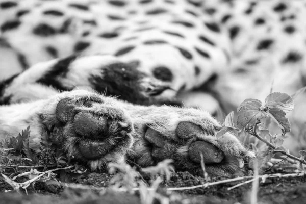 Close Portrait Cheetah South Africa — Stock Photo, Image