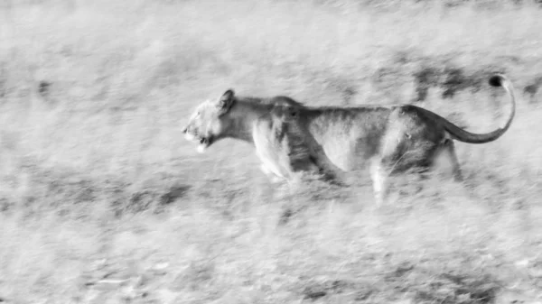 Preto Branco Leoa Selvagem — Fotografia de Stock