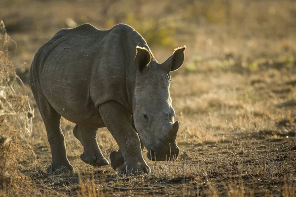 赤砂の南アフリカ共和国上の日没で絶滅危惧種のシロサイの肖像画 — ストック写真