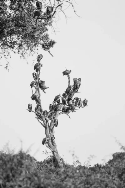 Κοπάδι Των Γυπών Στο Δέντρο Που Περιμένουν Πετούν Ώστε Σκοτώσει — Φωτογραφία Αρχείου