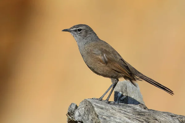 Primo Piano Bellissimo Uccello Sfondo — Foto Stock