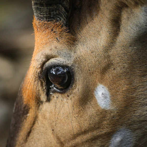 Närbild Impala Antelope Sydafrika — Stockfoto