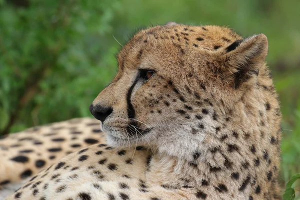 南非猎豹的近距离画像 — 图库照片