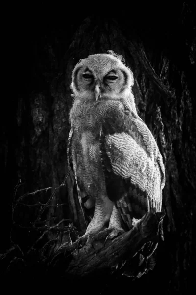 owl  bird  on  tree in National Park