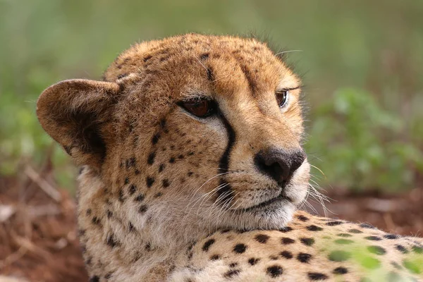 Güney Afrika Bir Çita Yakın Portresi — Stok fotoğraf