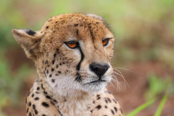 Güney Afrika Bir Çita Yakın Portresi — Stok fotoğraf