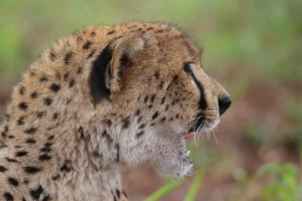 Nära Porträtt Gepard Sydafrika — Stockfoto