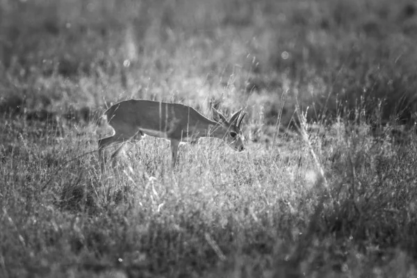 Malá Antilopa Národním Parku — Stock fotografie