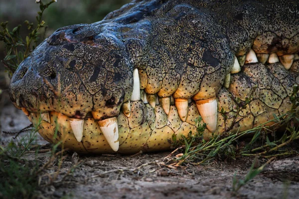 crocodile animal  on background,close up