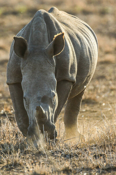 Portrait of endangered white rhinoceros at sunset on red sand, South Africa