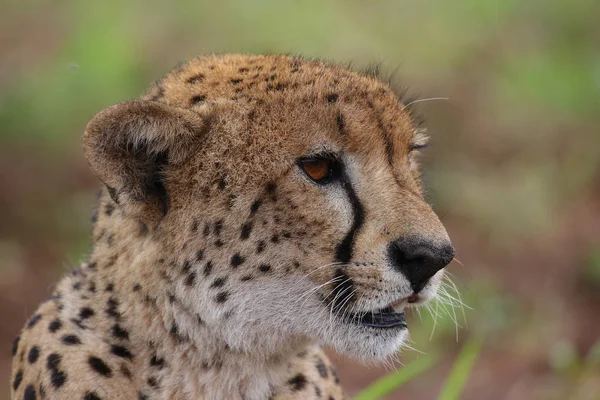 Nära Porträtt Gepard Sydafrika — Stockfoto