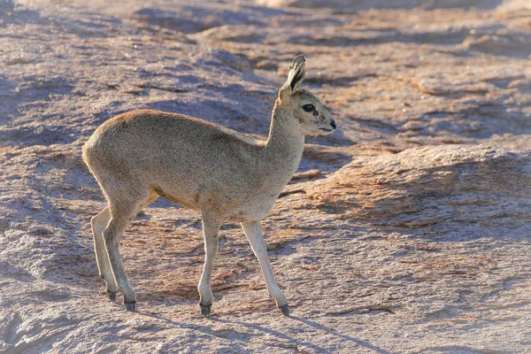 Kleine Antilope Nationalpark — Stockfoto