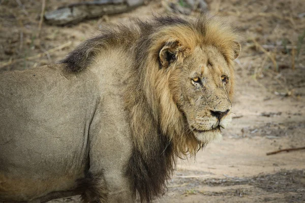 Erősen Sebhelyes Oroszlán Férfi Portré Kruger Nemzeti Park — Stock Fotó