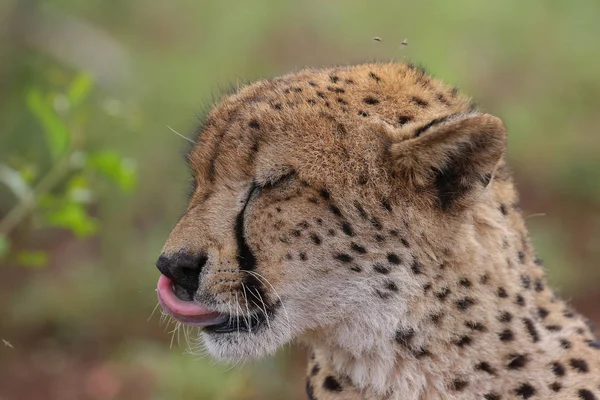 Nauwe Portret Van Een Cheetah Zuid Afrika — Stockfoto