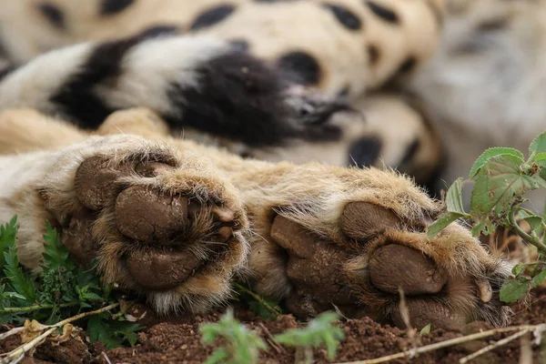 Zamknij Portret Gepard Republice Południowej Afryki — Zdjęcie stockowe