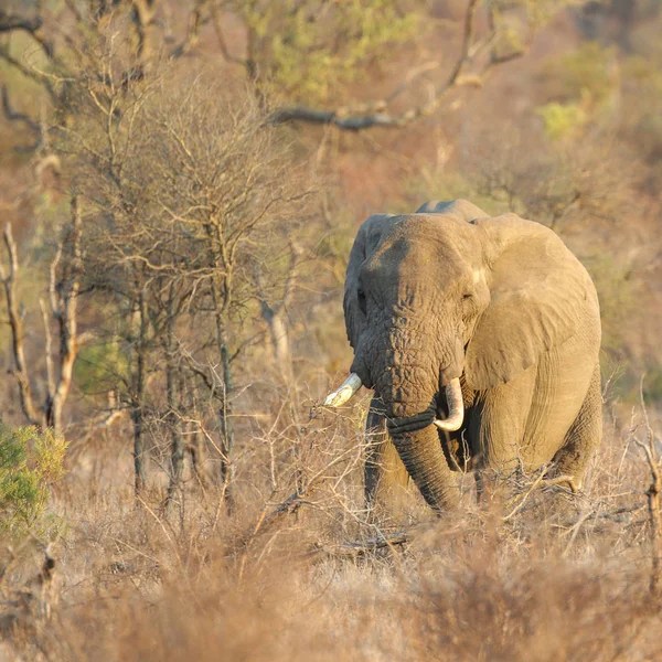 Elefante Colmillo Grande Caminando Arbusto Parque Nacional Kruger — Foto de Stock