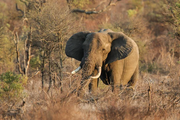 Grand Éléphant Défensif Marchant Dans Brousse Parc National Kruger — Photo