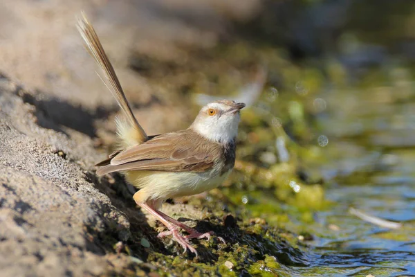 Primo Piano Bellissimo Uccello Sfondo — Foto Stock