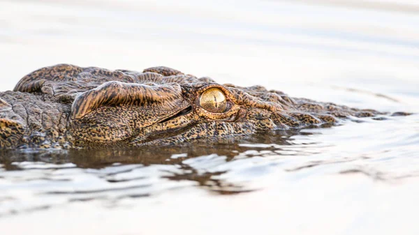 Coccodrillo Animale Sullo Sfondo Primo Piano — Foto Stock