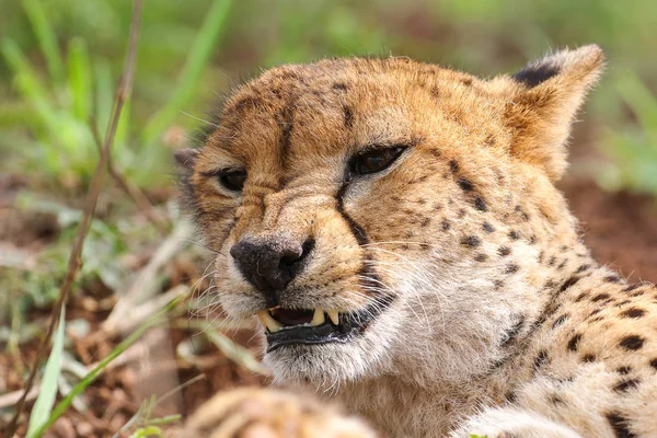 Fechar Retrato Uma Chita África Sul — Fotografia de Stock