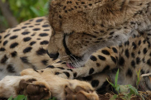 南非猎豹的近距离画像 — 图库照片