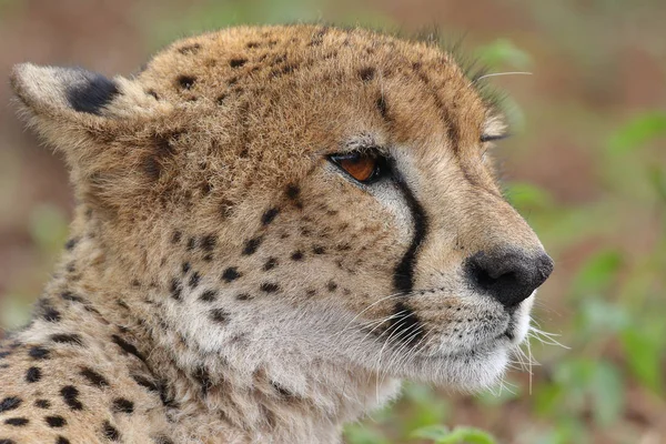 Portrait Rapproché Guépard Afrique Sud — Photo