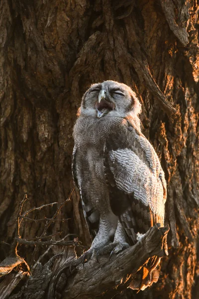 owl  bird  on  tree in National Park