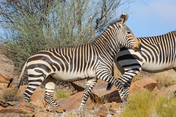 Zebra Montagna Del Capo Montagne Rocciose — Foto Stock